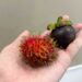 mangosteen and rambutan fruit in vietnam